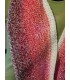 Erdbeereis mit Sahne (Strawberry ice with cream) - White continuously - 4 ply gradient yarn - image 6 ...